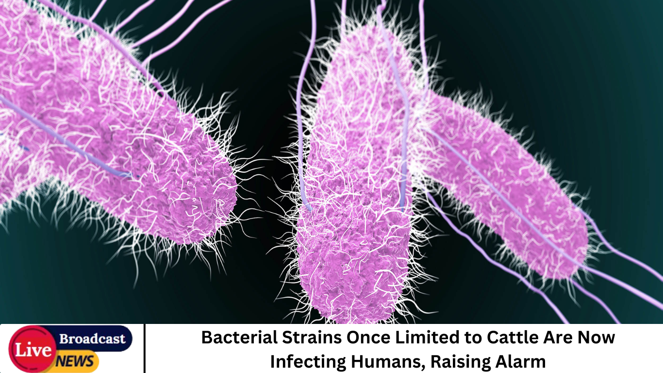Bacterial Strains Once Limited to Cattle Are Now Infecting Humans, Raising Alarm